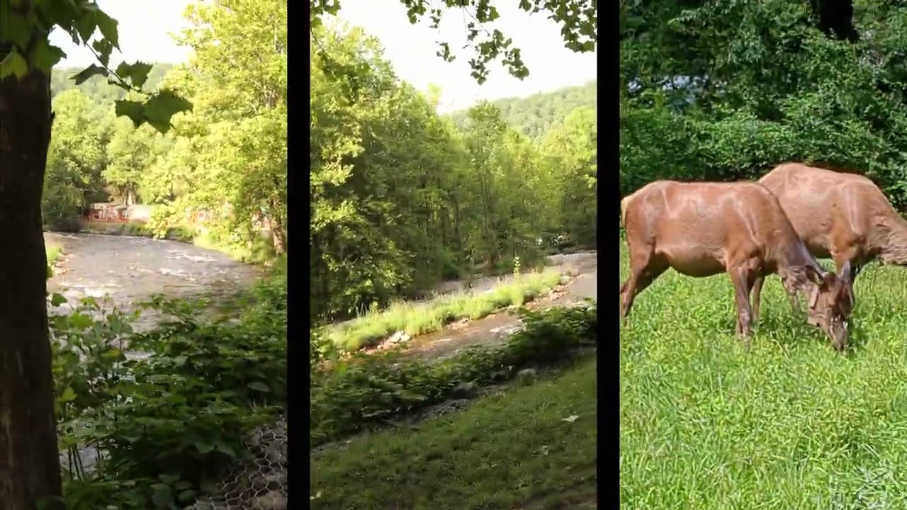 Lumix S5ii || Sigma 28-105mm f/2.8 || Sigma 70-200mm f/2.8 || Test Footage (No Post FX)