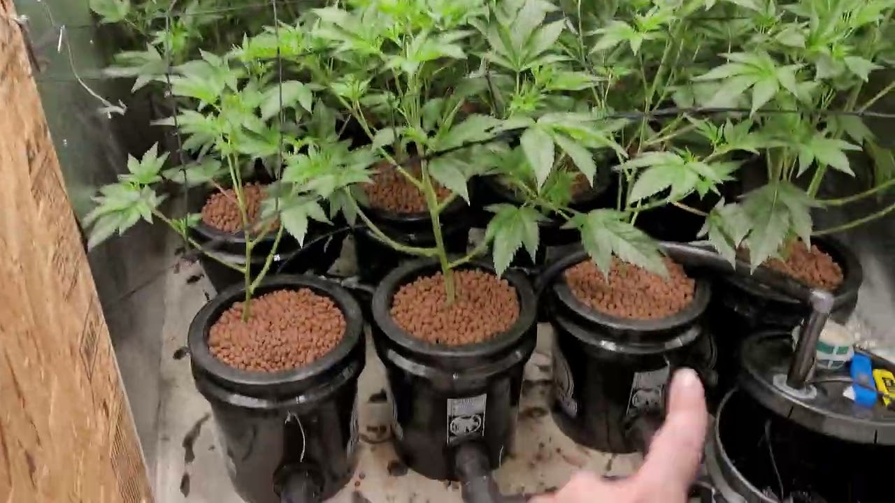 HPS BLEW UP!💥 LED still Strong 💪 Advanced Nutrients SCrOg GMO RDWC DWC hYdrOPONic indoor Garden