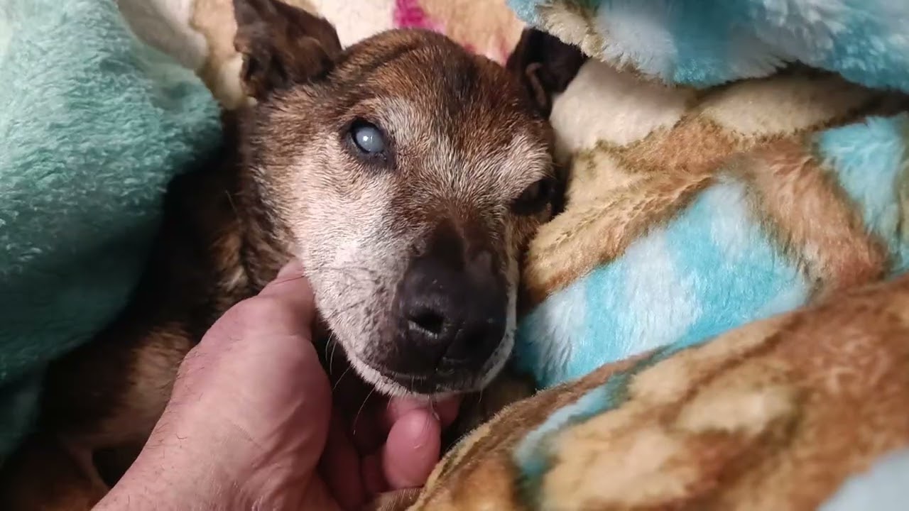 Inverno del 2024. Entro nella mia sala incasinata a trovare il mio amore di cane Leo 😥❤️.
