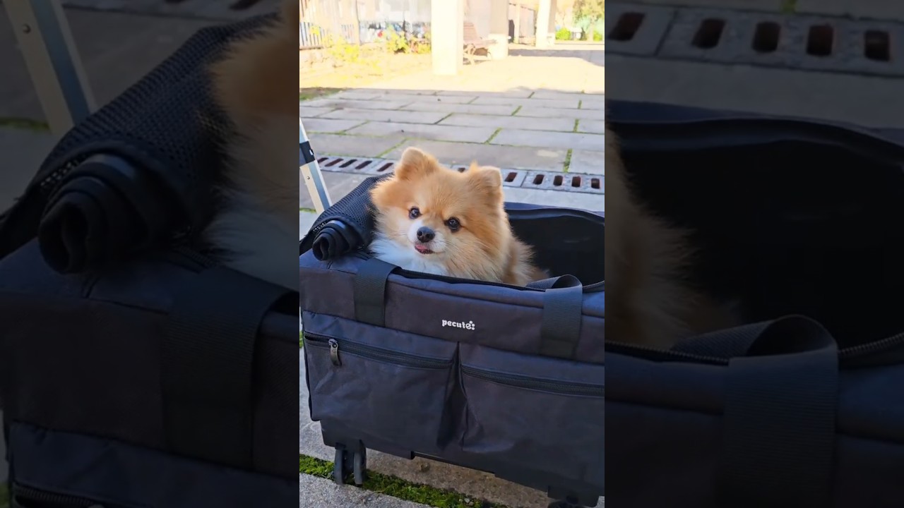 The BEST Pet Carrier Trolley Bag with Telescopic Handle! 🐾✨ #Pecute  #pettravel #pets #puppy