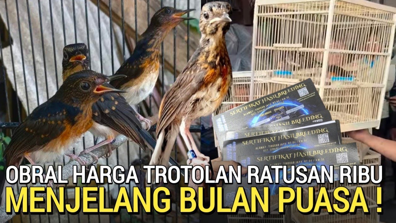 LEBIH MURAH ! MURAI TROTOL MEWAH BEGITU HARGA RATUSAN RIBU BARU DATANG BANYAK DI FATIR KICAU 