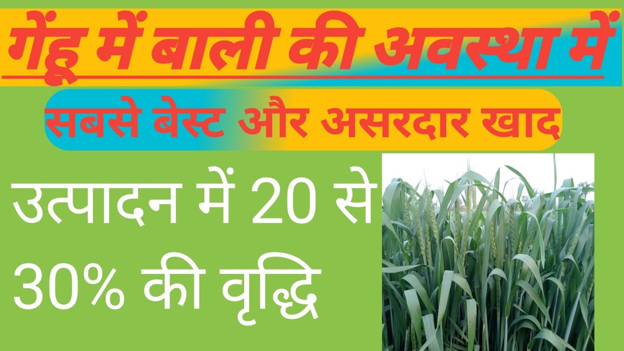 गेंहू में npk 00:52:34+ बोरोन 20% का प्रयोग।gehu me npk 0 52 34 aur boron 20% kab dale
