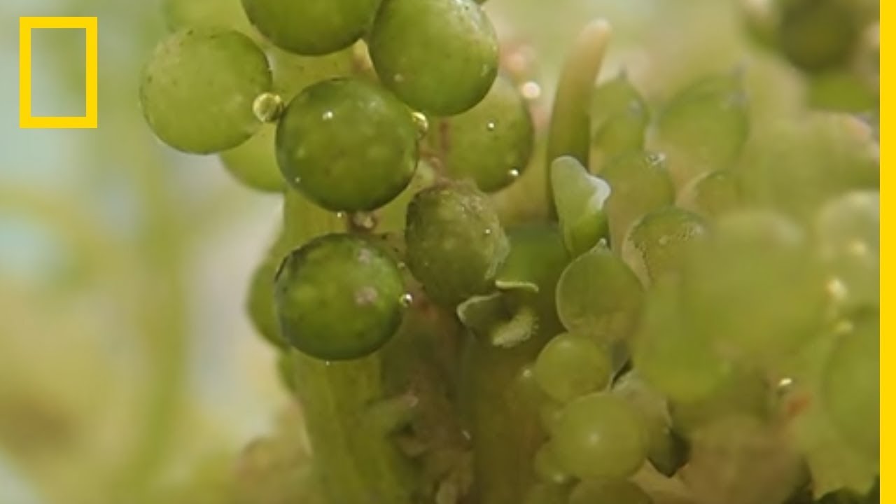 Retrouverez-vous la limace cach&eacute;e dans cette vid&eacute;o ?