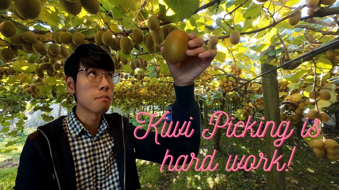 City Boy Goes Country: Guide to Harvesting Kiwis in NZ | Tauranga/Te Puke, New Zealand [4K]