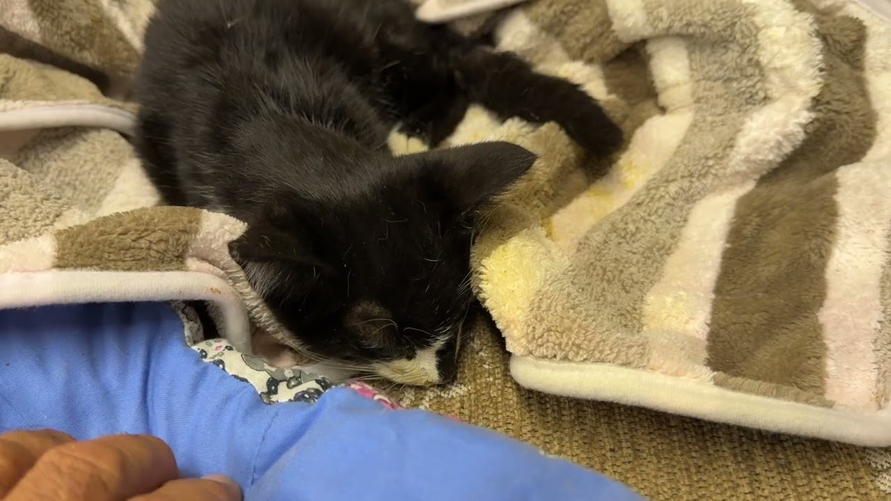 We Need a Miracle for the little Kitten! Hope he'll Make it - Takis Shelter