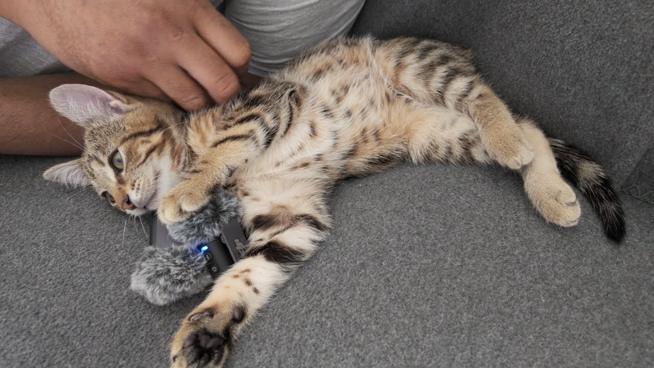 13 Week Old Tabby Kitten Purring on Coach | DJI Osmo Pocket 3 + Mic 2 Stereo Pair | 4K 50