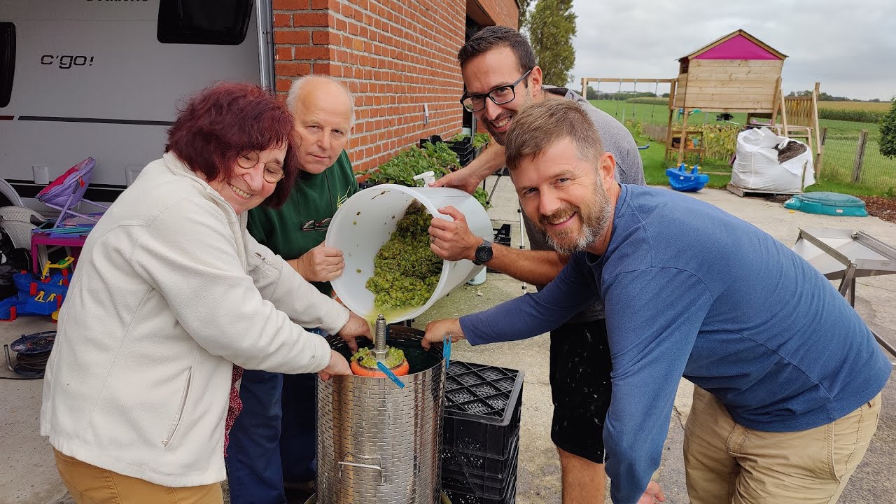 TW : Oogst 2023 : Chardonnay en Regent.  Ontstelen/kneuzen en voorklaring