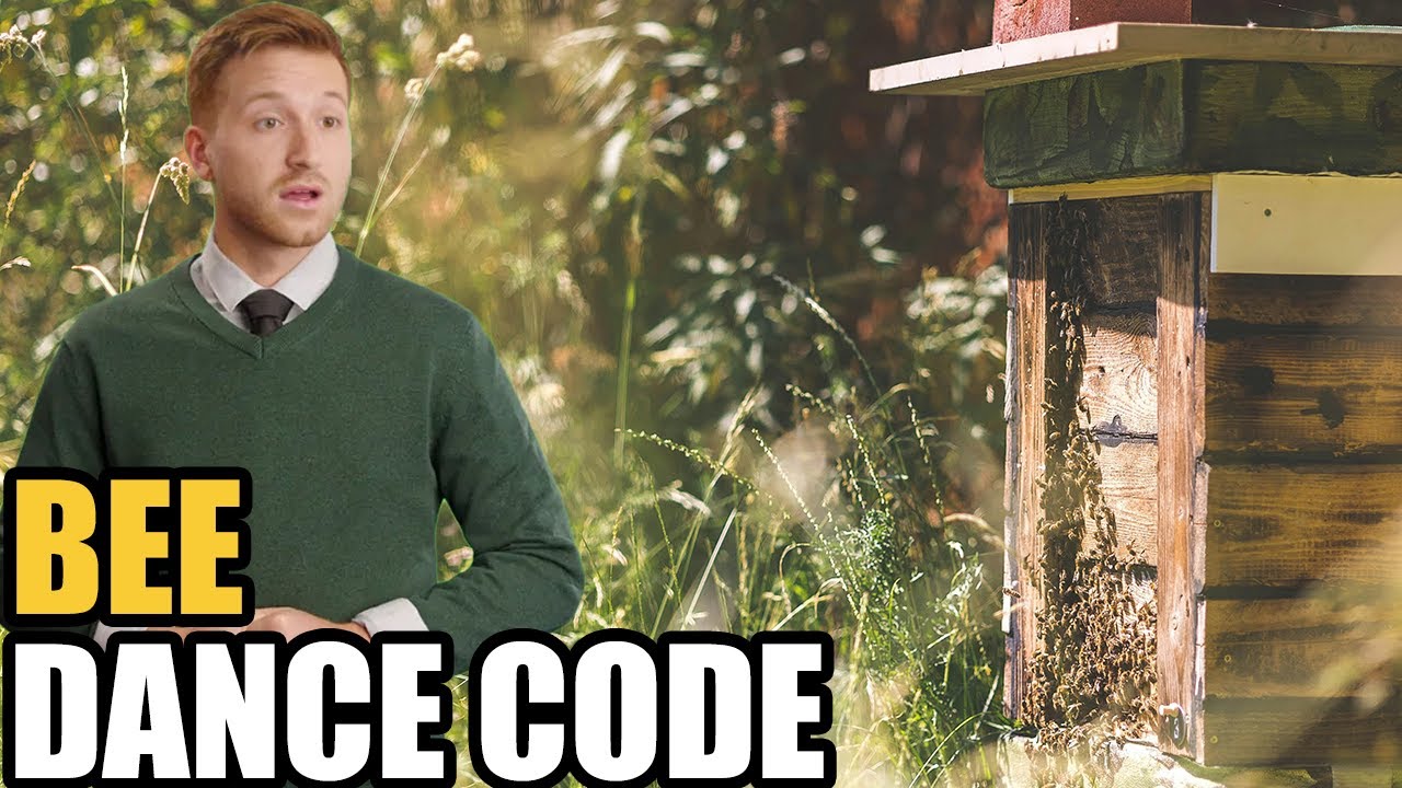 Bees Are Secretly Communicating Right Under Our Noses and Nobody Notices