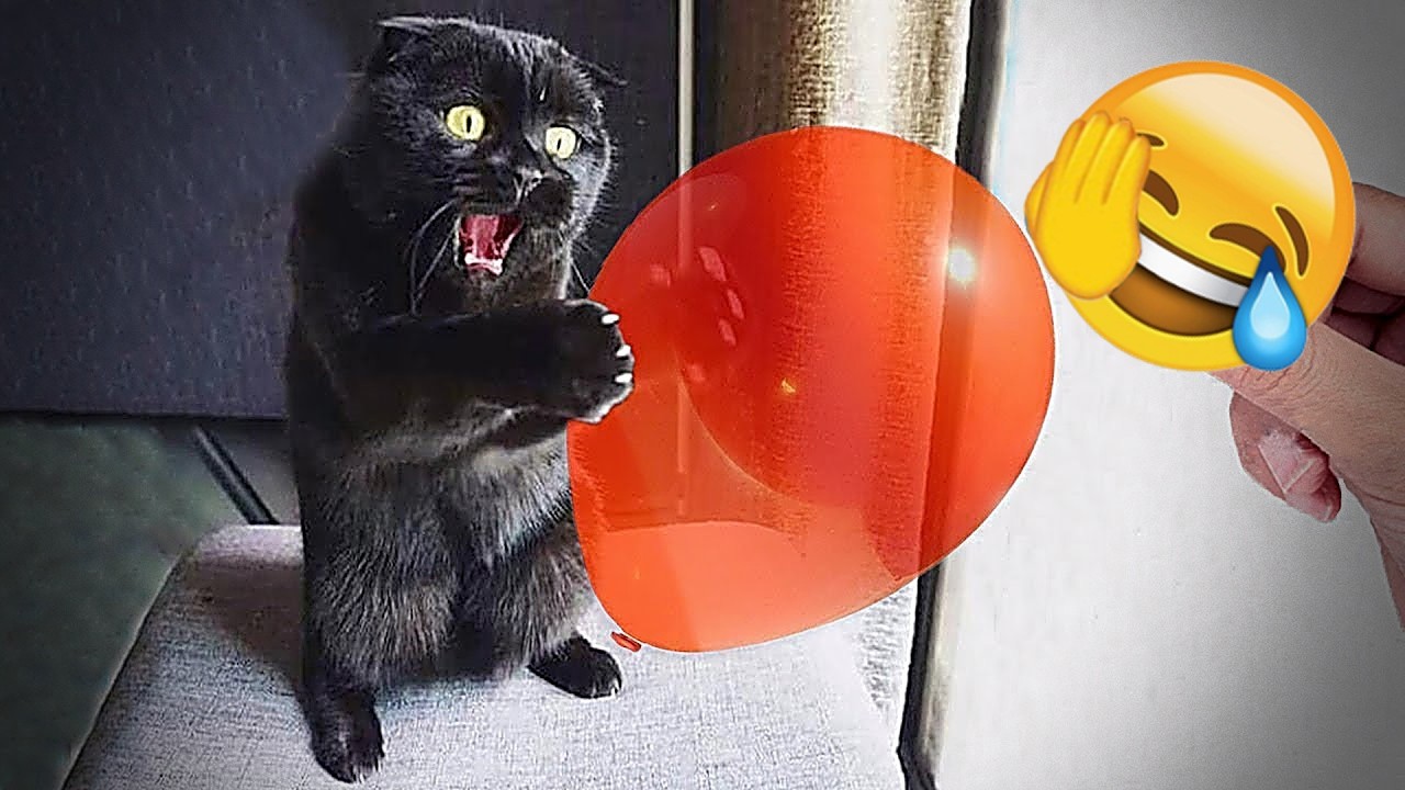 🌿Try Not To Laugh 🌰Funniest Cats & Dogs 🥝 Funny Animals #Funniestanimal #FunniestCats