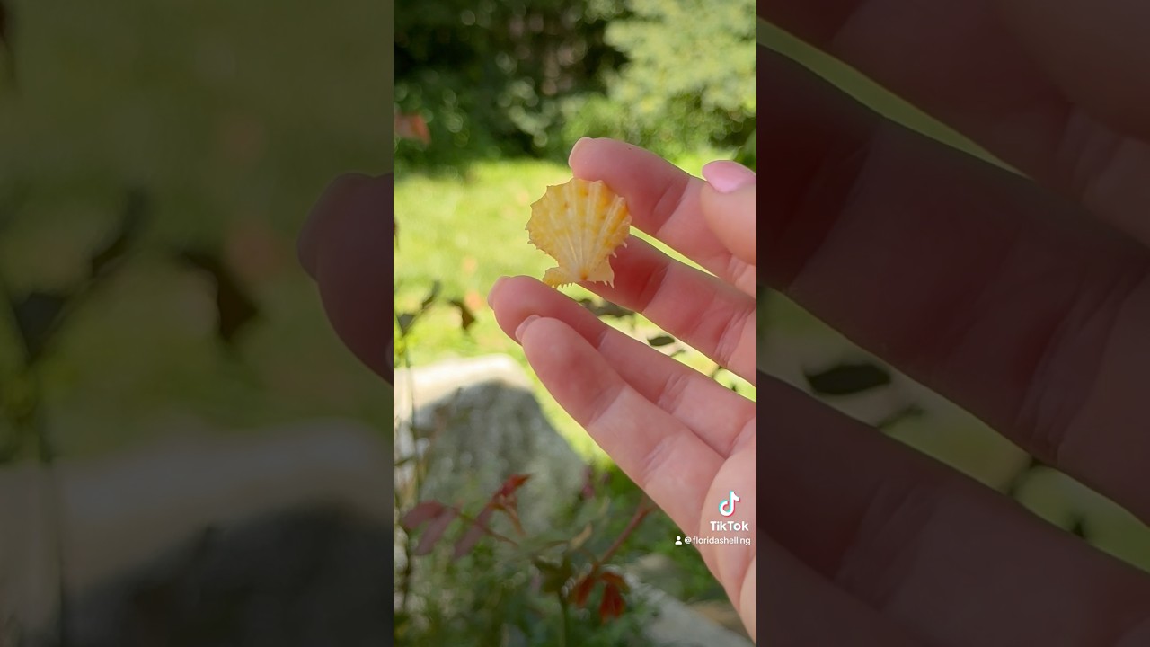 Unboxing the Rare Florida Antillean Scallop 🐚 Gift From Follower 💛 #Flshelling #RareYellowShell