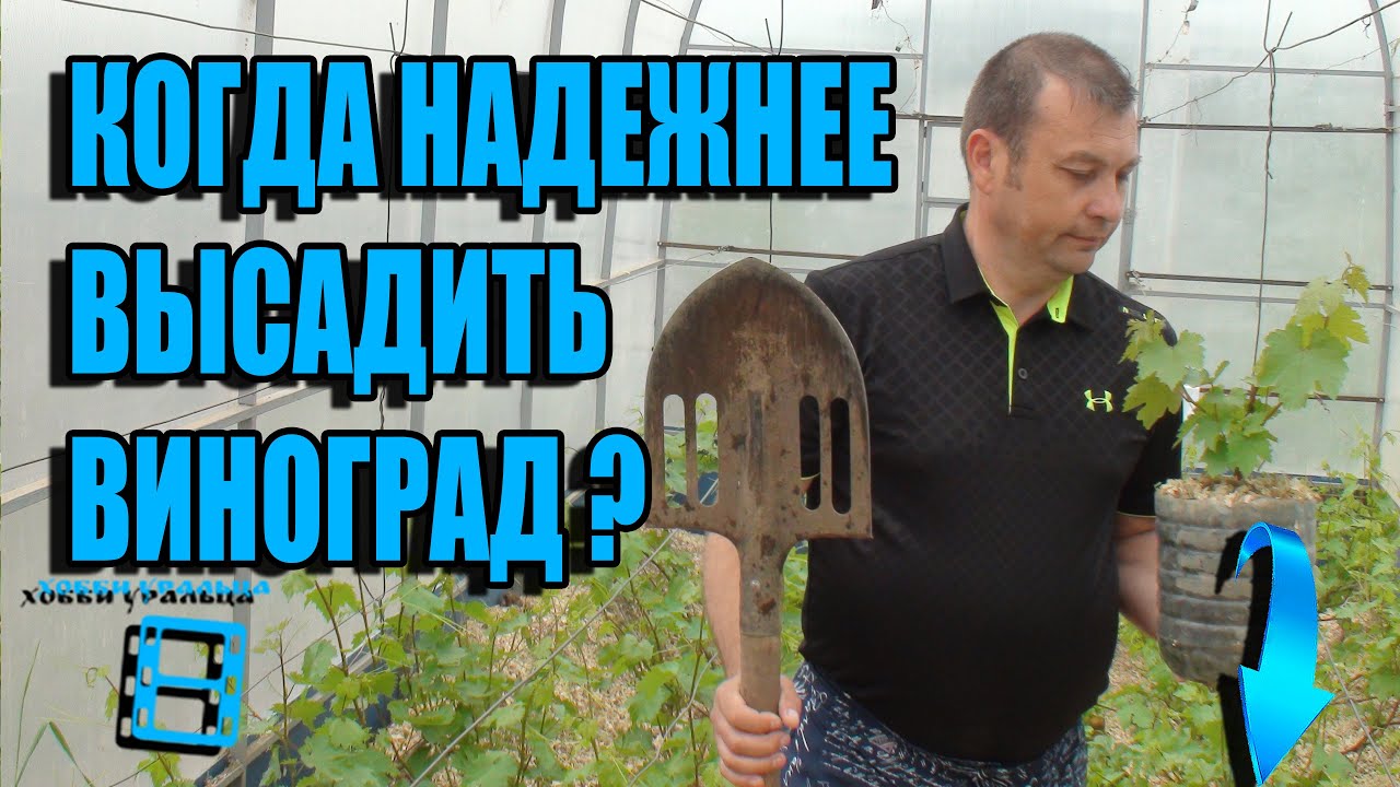 КОГДА 100% ПОСАДКА ВИНОГРАДА? ПОСАДКА ВИНОГРАДА ВЕСНОЙ САЖЕНЦАМИ? ВИНОГРАД В ТЕПЛИЦЕ