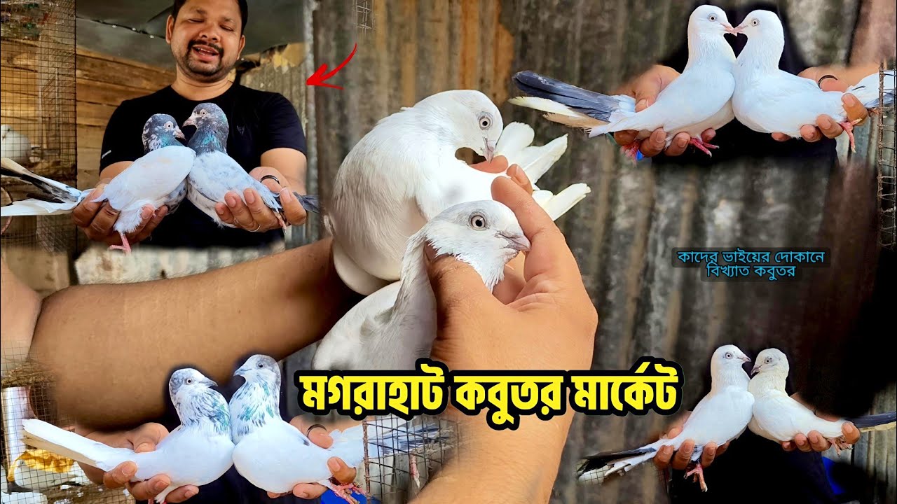 কাদের ভাইয়ের দোকানে বিখ্যাত কবুতর 🔥😱 | মগরাহাট কবুতর মার্কেট