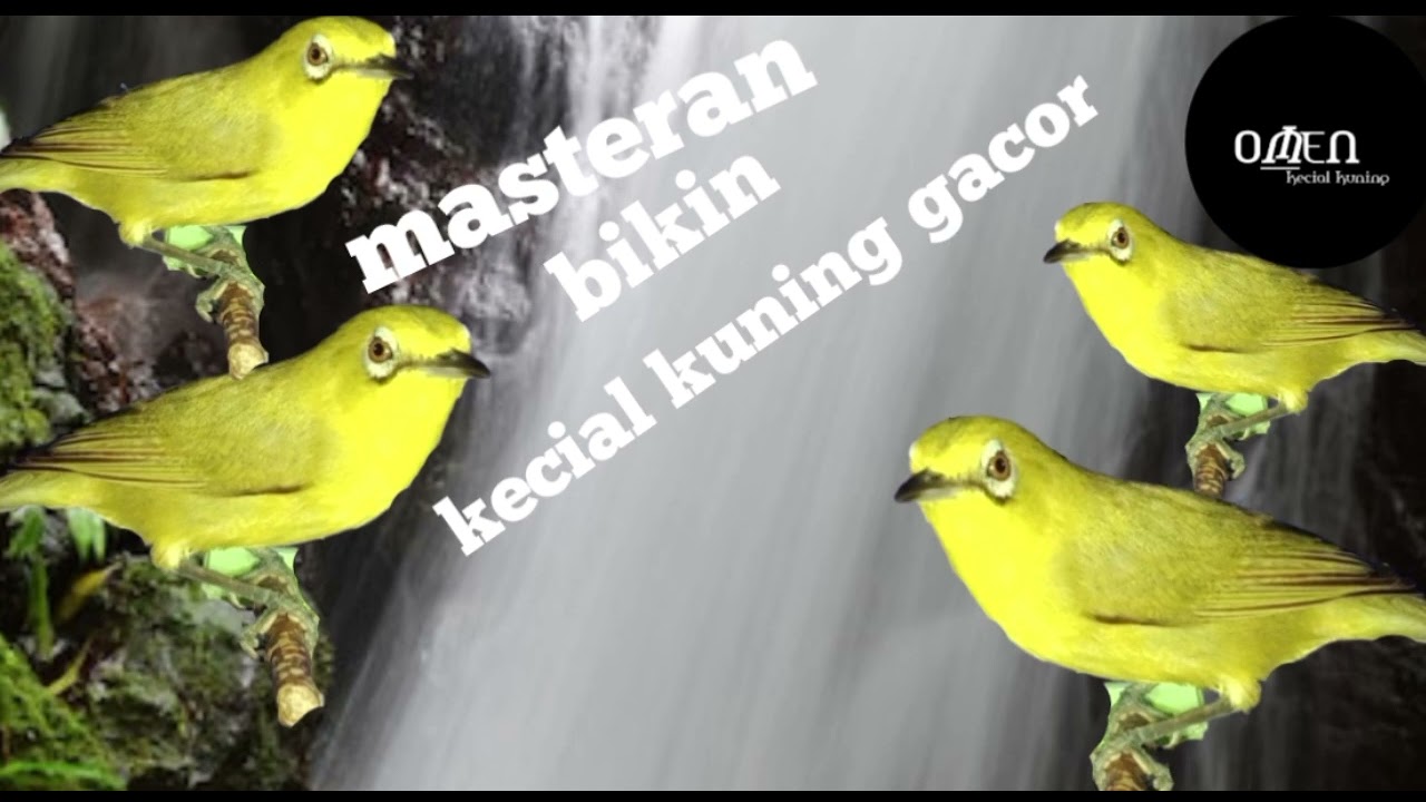 MASTERAN bikin gacorr 99%