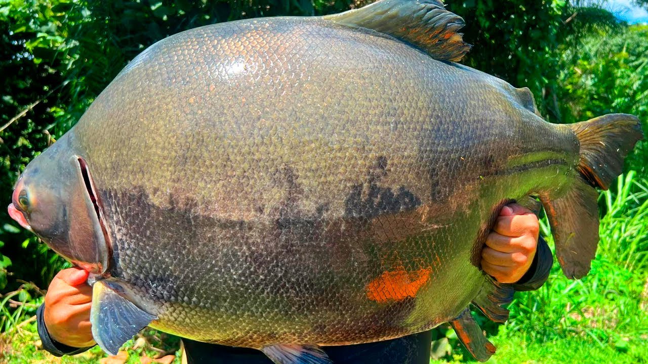 34KG DE TAMBACU NA SUPERFÍCIE, ESTÁ ABERTA A TEMPORADA 2026!