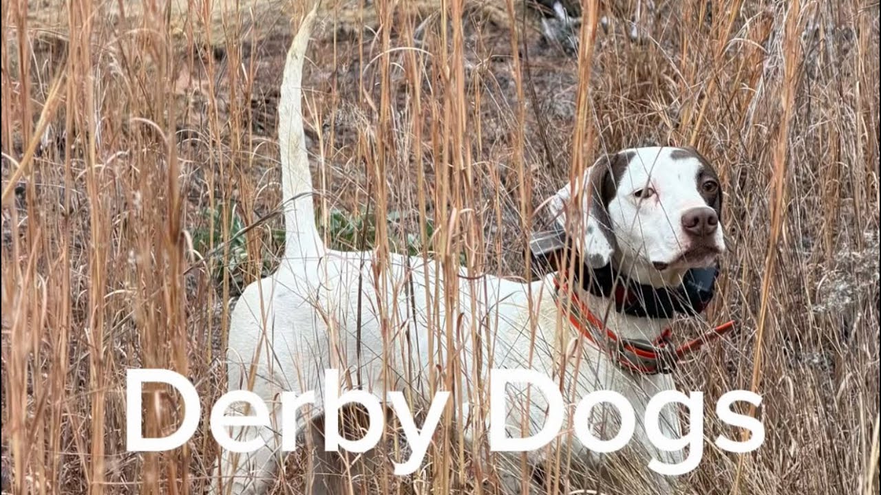 Derby Dogs! #englishsetter #englishpointer #fieldtrials #dogtraining #birddogtraining #birdogs