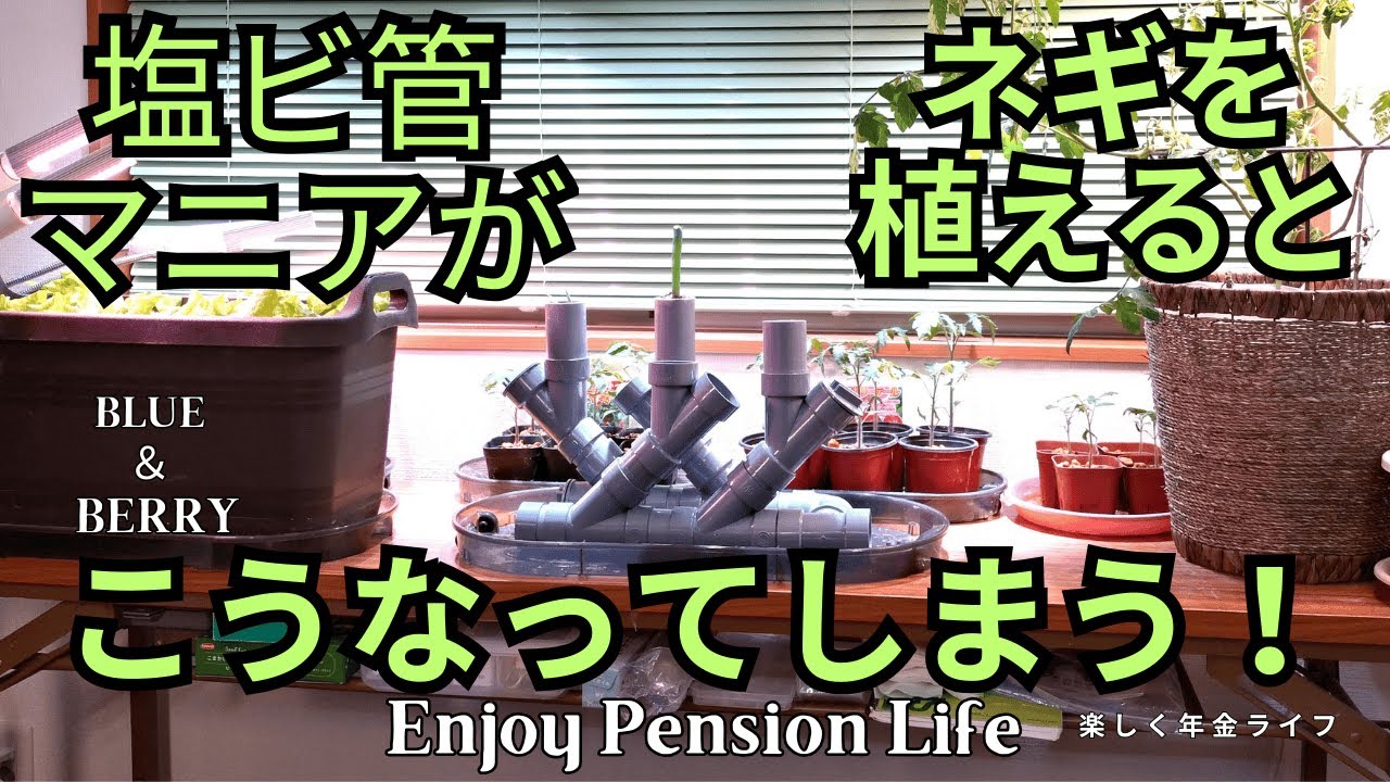塩ビ管マニアのネギ栽培