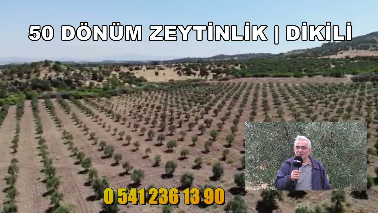 DİKİLİ'DE SATILIK 50 DÖNÜM ZEYTİNLİK