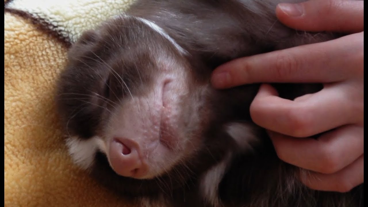 Skunks był członkiem ich rodziny! [Przyłapani w akcji]