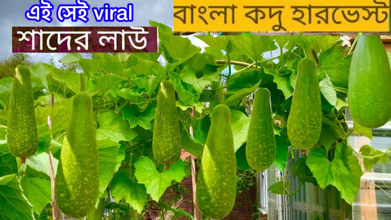 এই সেই viral মটকি লাউ / আছকে অনেক বেশি লাউ হারভেস্ট করলাম SHOKHER BAGAN UK 2025