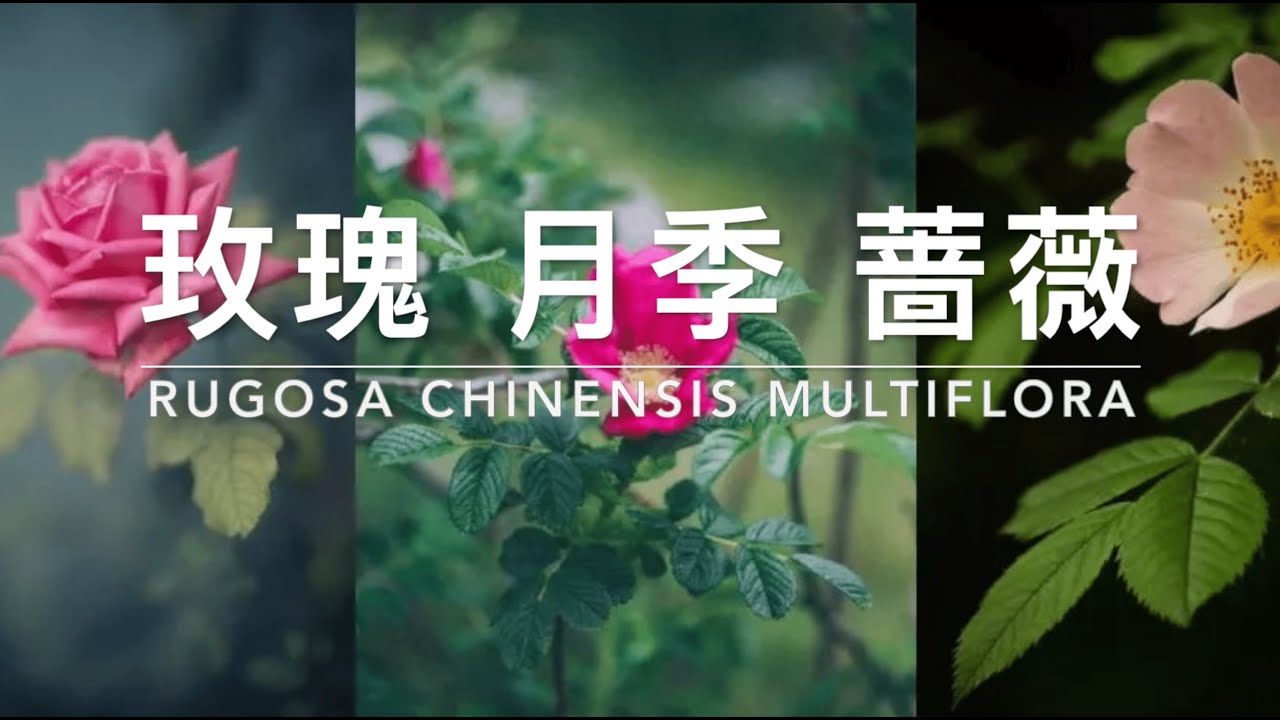 玫瑰、月季与蔷薇的独特魅力：异同点全面解析｜花卉｜ 园艺技巧｜中国四大月季老种｜Rose｜Rosa｜Gardening Tips｜Four old varieties of Chinese roses