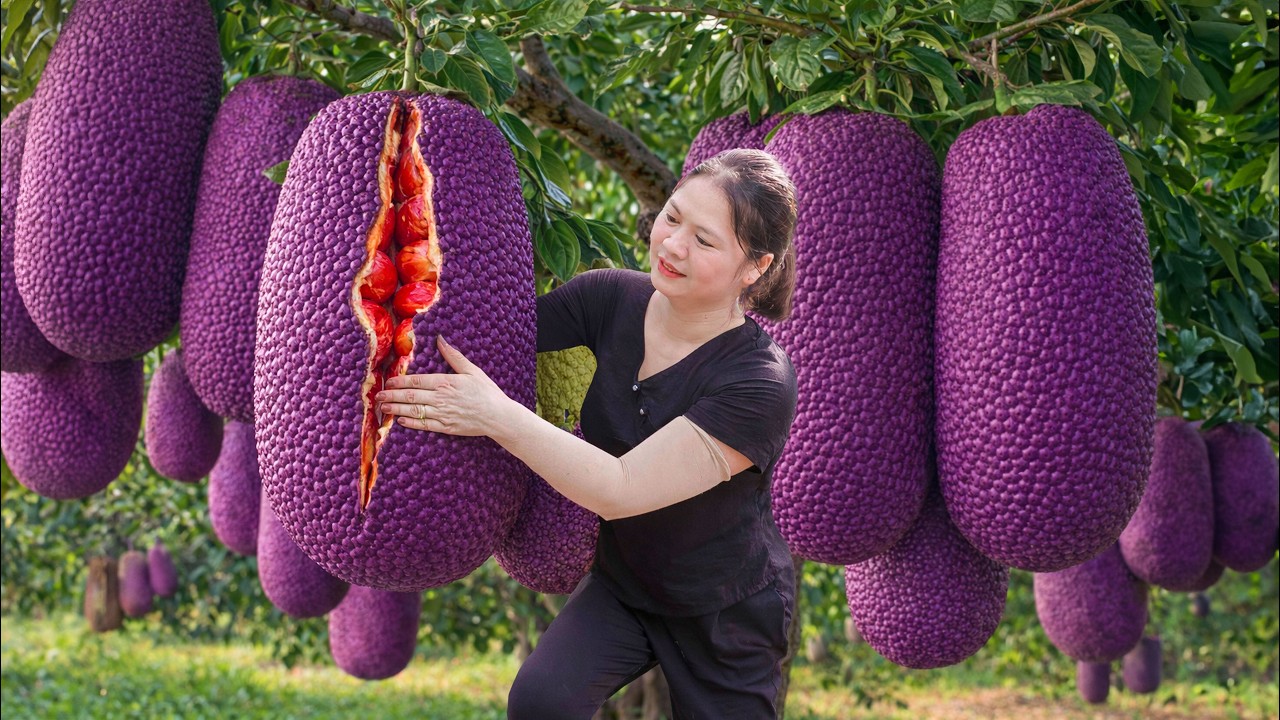 Harvesting Giant Purple Jackfruit | Separate The Purple Segments - Sold at The Rural Market