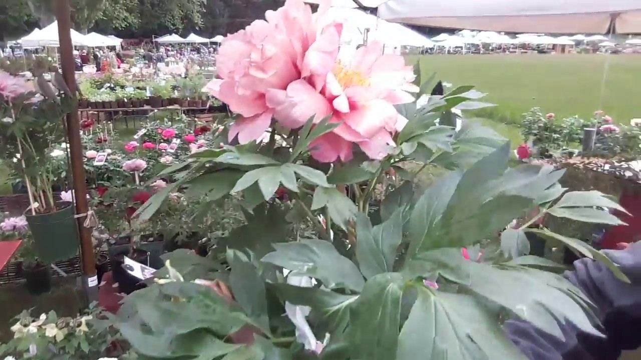 Quali peonie scegliere per il nostro giardino?