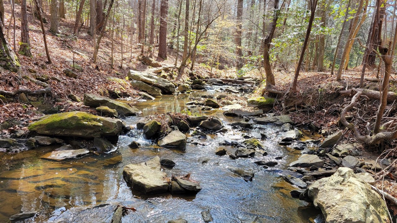 Honeycutt Creek Trail, Raleigh N.C. 02/24/2026