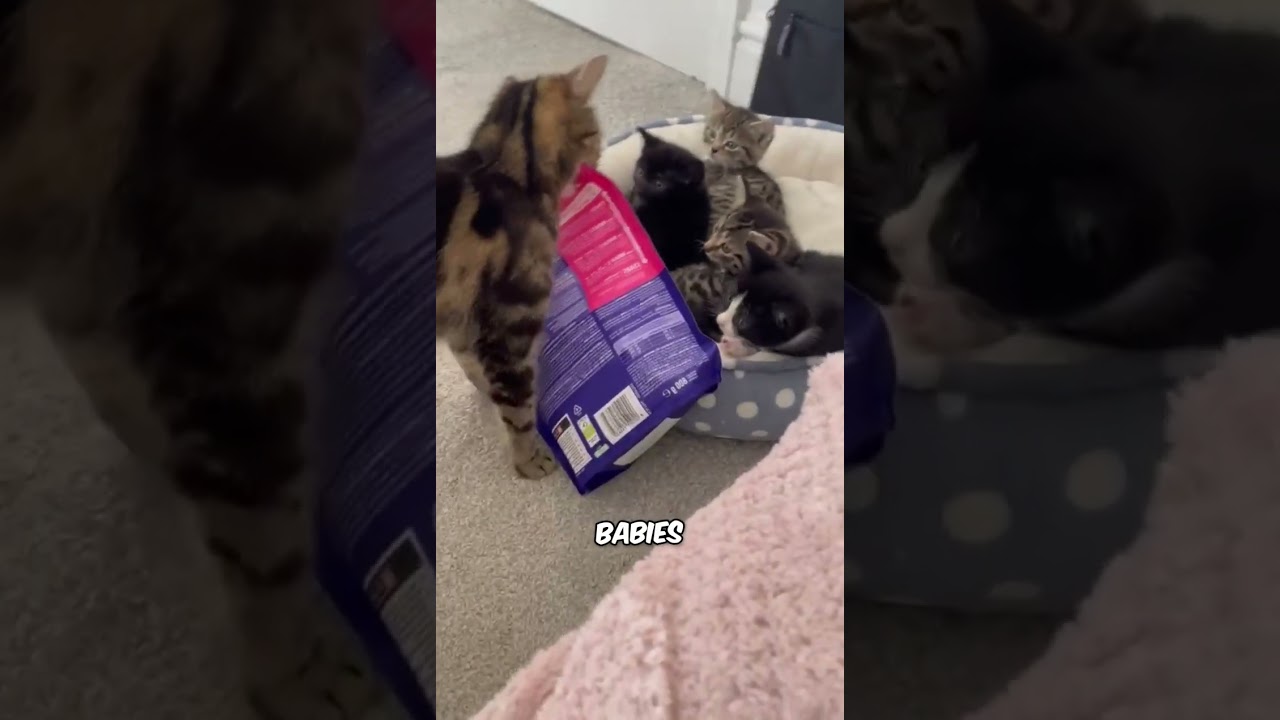 Материнский инстинкт присутствует у каждого животного 🥺 (через hayl316)