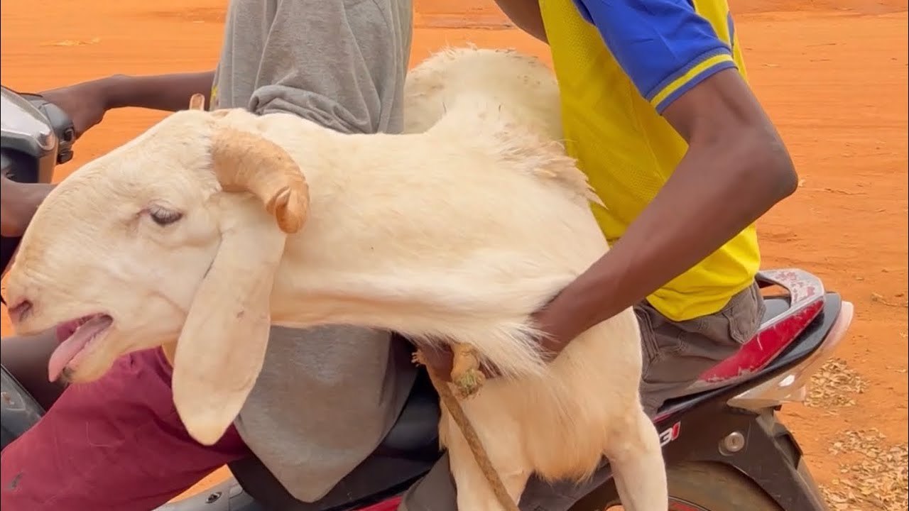 Le mouton de tabaski