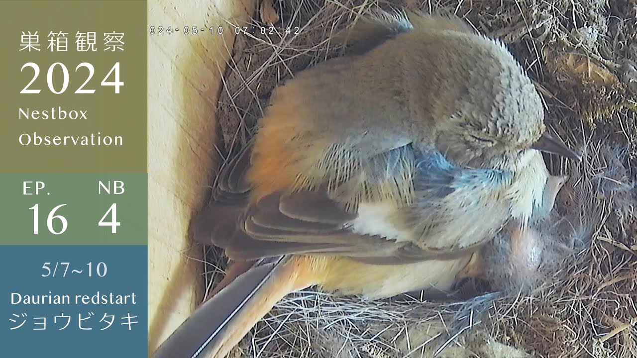 【巣箱観察2024】ジョウビタキの雛、お母さんのお腹からちょっとはみ出す・・・めちゃかわいい！（ep.16 2024-05-07~10）