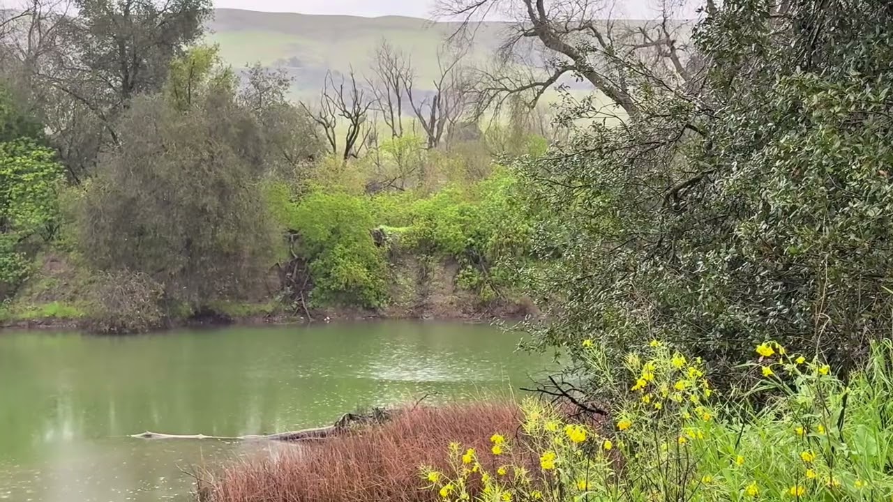 The ponds at Coyote Creek Parkway in Morgan Hill look vibrant during and after the rain.