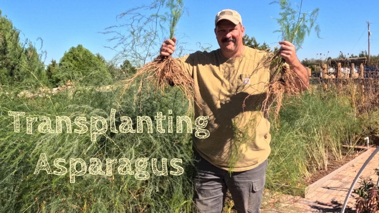 Transplanting Volunteer Asparagus  Plants