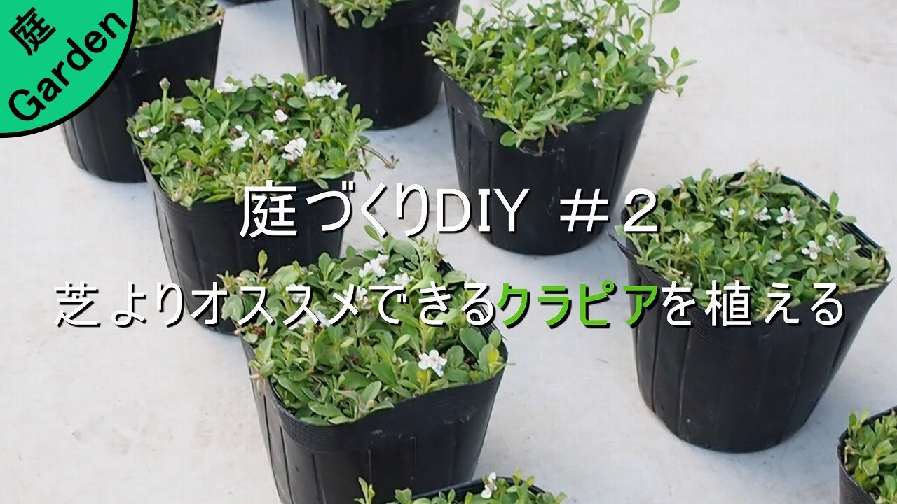 芝よりオススメのクラピアを植える～１か月間育てた成長記録もお伝え【庭づくりDIY#2】