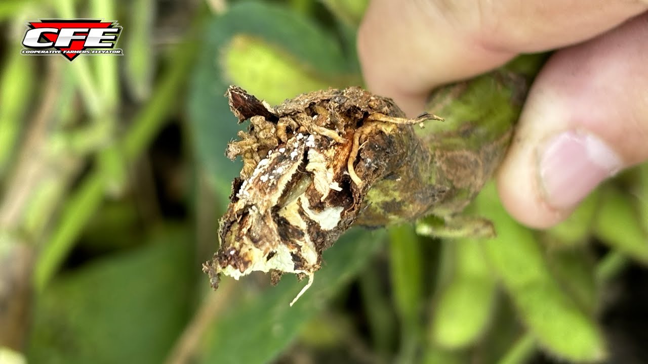Late Season Gall Midge Look