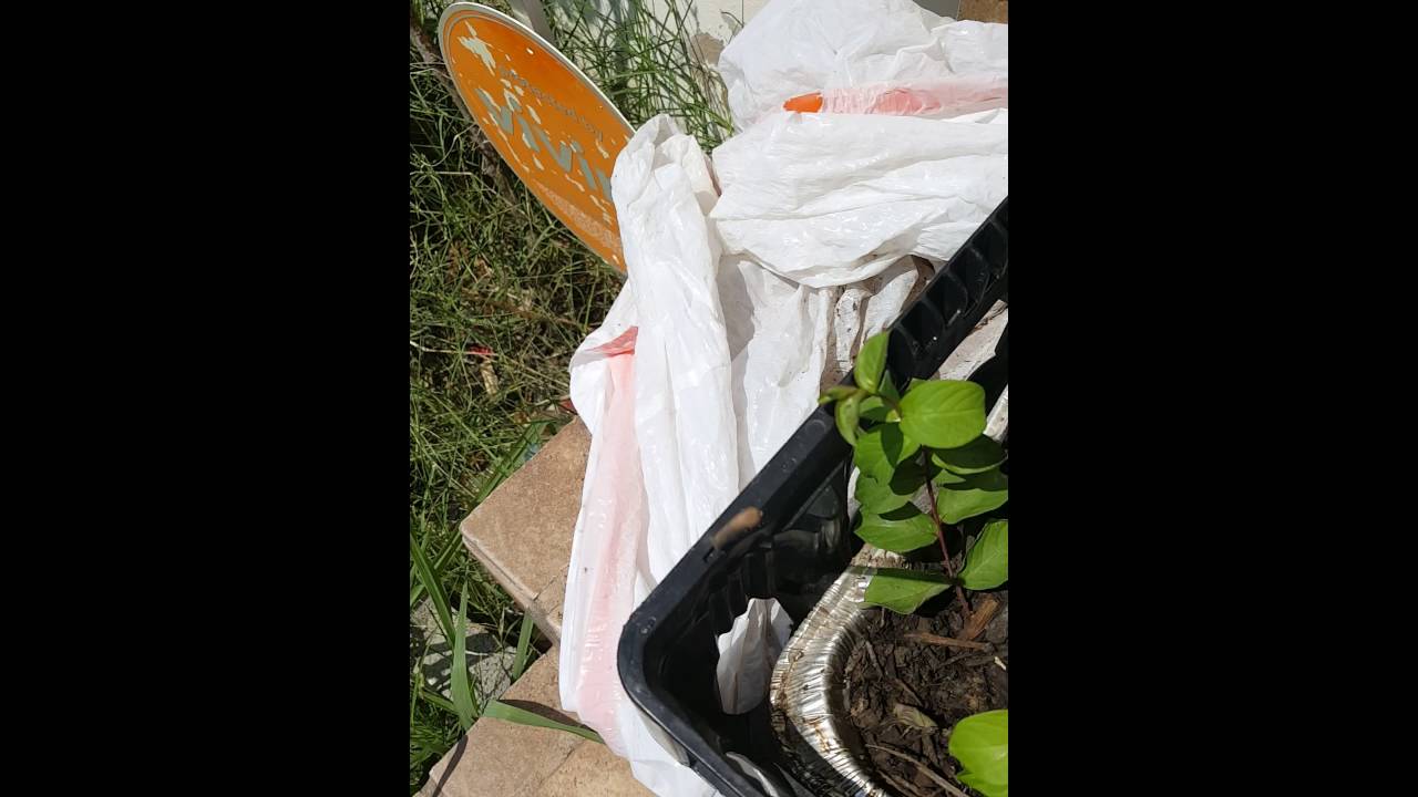 How to propagate crape myrtle part 2