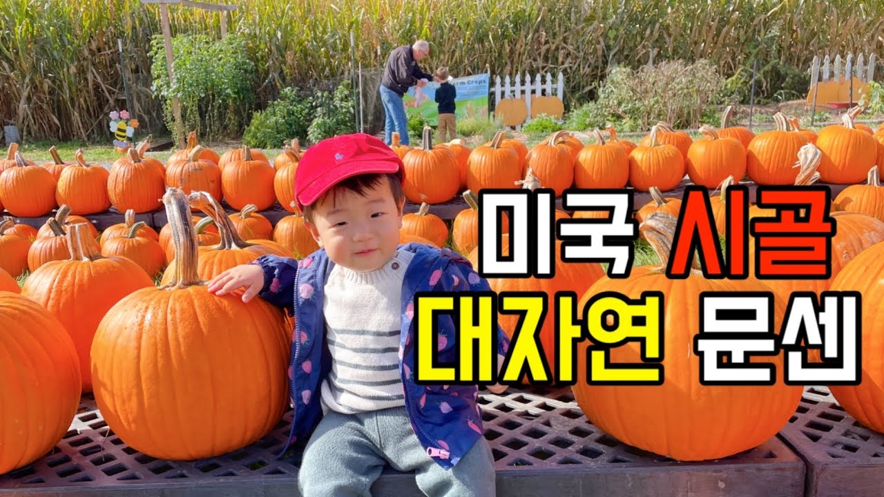 [미국일상]미국 시골에서 가을나기/호박농장(Pumpkin patch) 나들이/10개월 아기 걸음마 시작?!