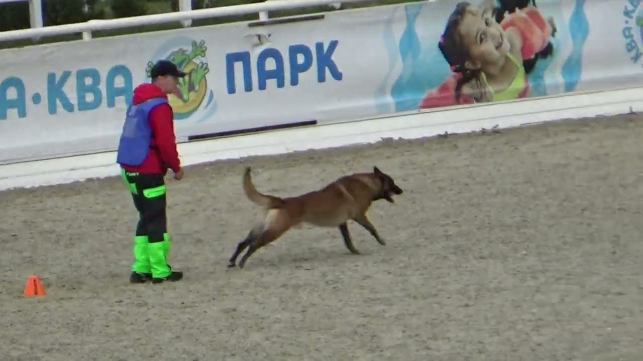 2022 IGP CACT Russia 1 Skopinova Anna and Vyatkins Robbie (Malinois) C96
