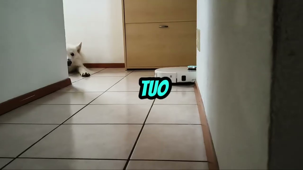 #new #robot#MOVA V50#BESTCHOICE YOU CAN DO...Dogfriendly 