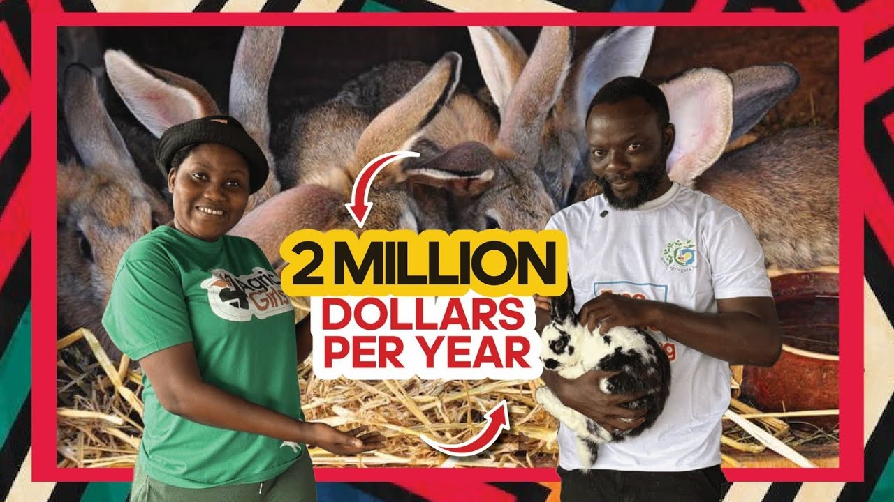From $100 to $2 MILLION Yearly || How To Make Rabbit Farming A Lucrative Business In Ghana