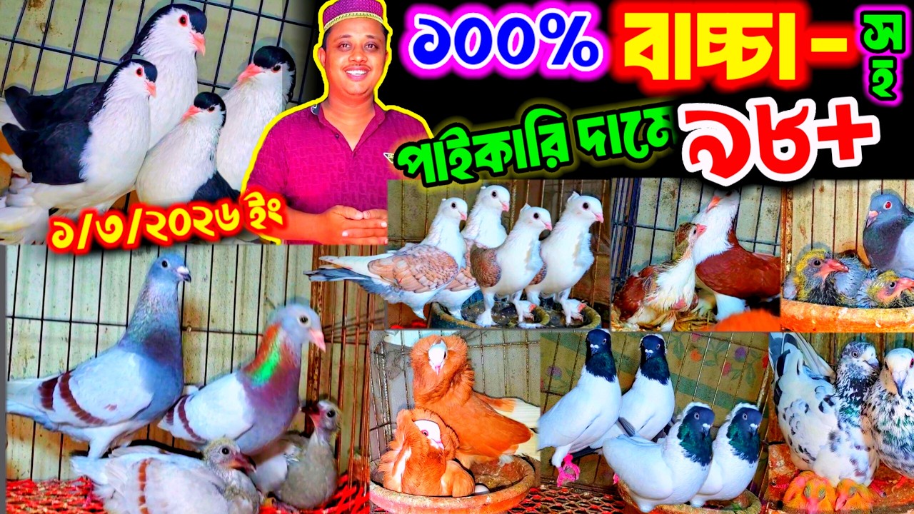 ১০০% বাচ্চা সহ ৯৮+ কবুতর কিনুন খামার থেকে | আজ একদম পাইকারি দামে কবুতর বিক্রি | very low price pigeo