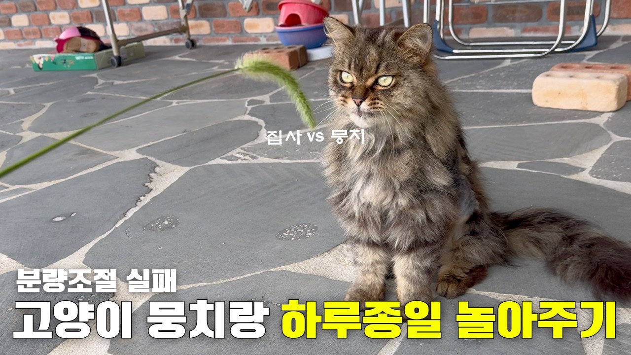 뭉치랑 사냥놀이 고양이 간식리뷰