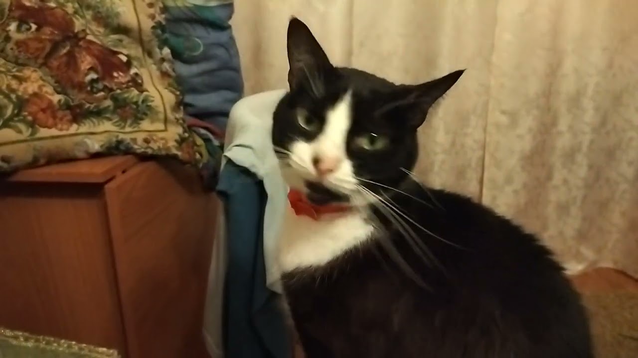 Evening Movements of Cats Around the House😺