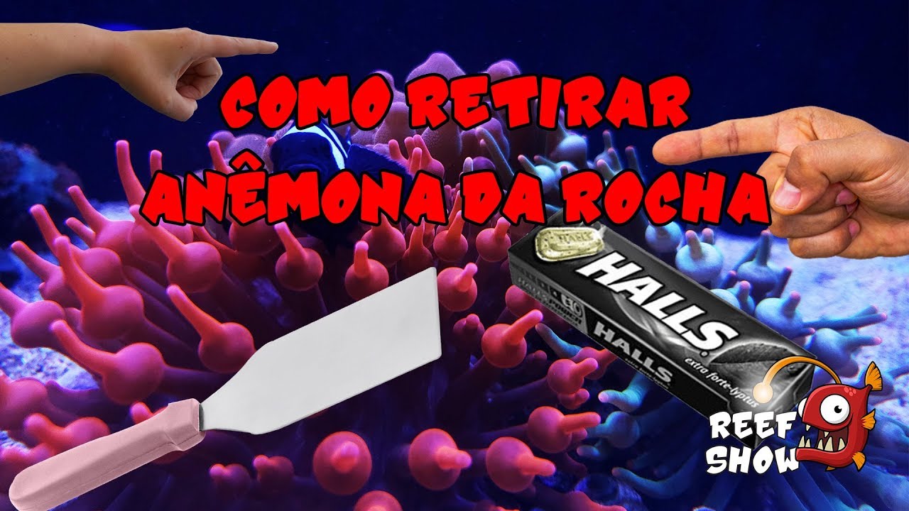 Como RETIRAR ANÊMONA da rocha?? - Aquário Marinho - Reef Show