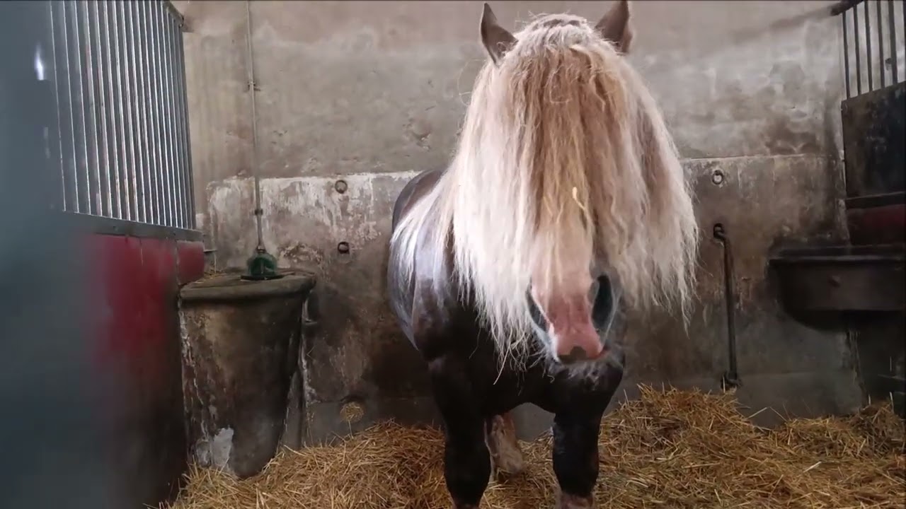 Lamballe les Haras nationaux