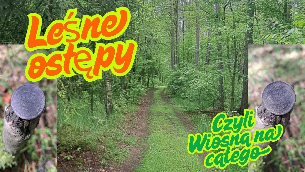 #202  Poszukiwania. Leśne ostępy czyli Wiosna na całego  #4k