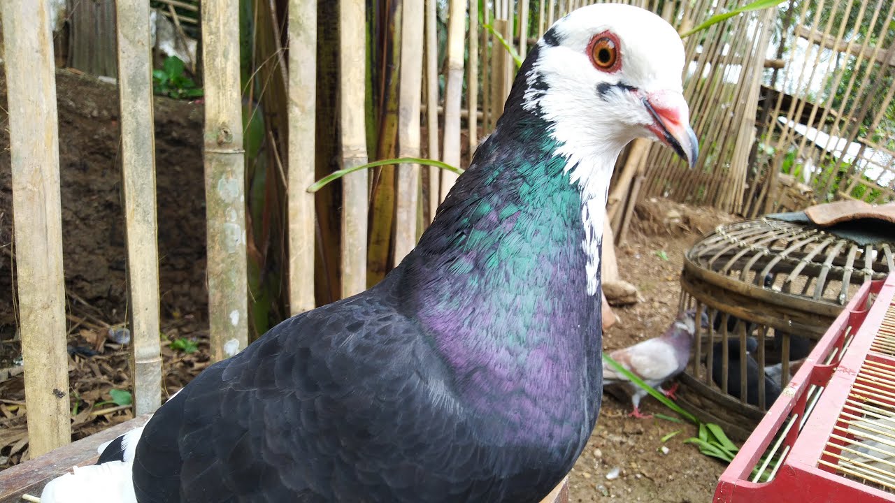 🔴 Test Burung Merpati Plontang #Merpatiku