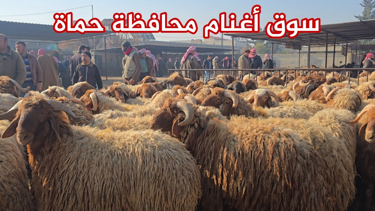 سوق محافظة حماة من أهم أسواق الأغنام في سوريا