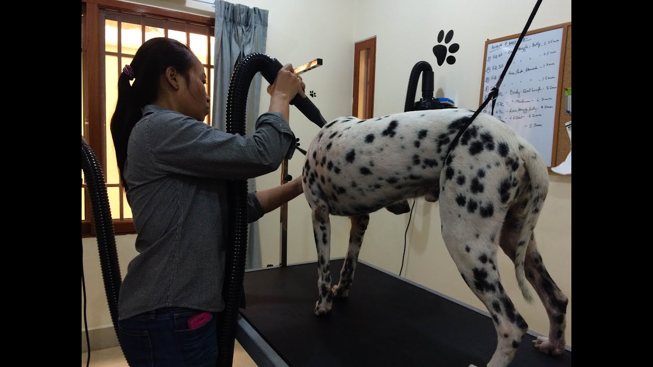 Pet Grooming (ThmeyThmey)