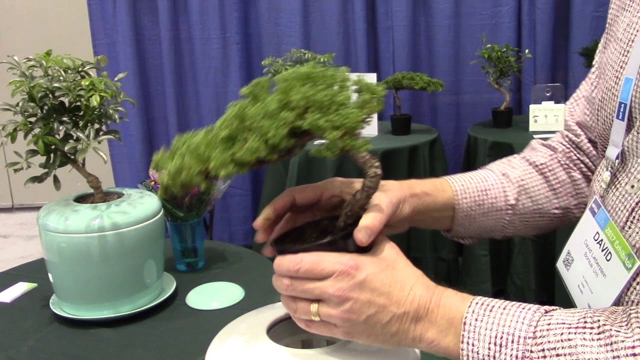 Introducing The Bonsai Urn