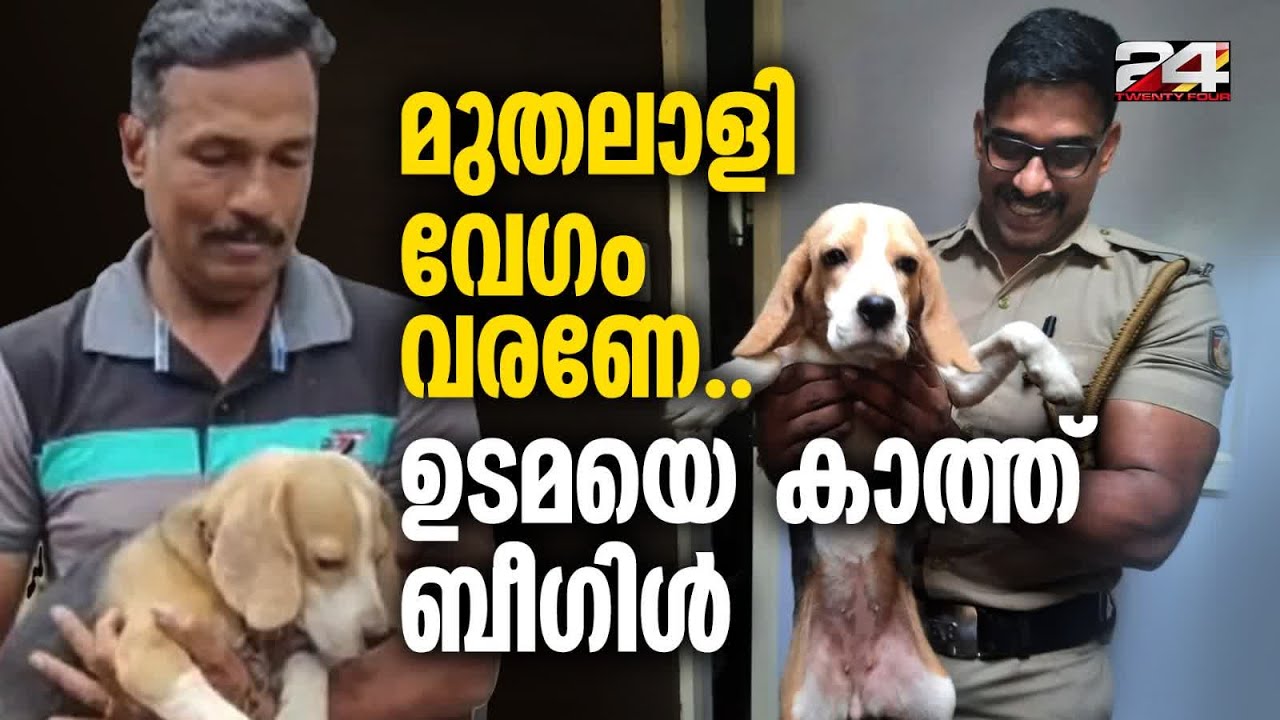 രണ്ടു ദിവസത്തിനുള്ളിൽ ഉടമസ്ഥൻ എത്തിയില്ലെങ്കിൽ ശ്വാനവിഭാഗത്തിലേക്ക് കൈമാറും Beagle Pala Town